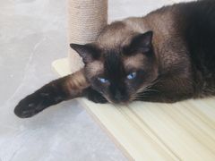 -猫力发电所·宠物专门店