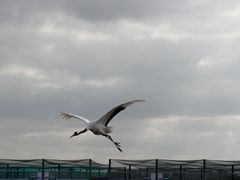 -盐城丹顶鹤湿地生态旅游区