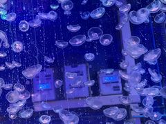 -海合安青岛极地海洋公园
