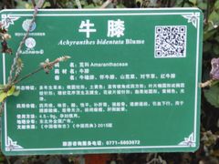 -广西壮族自治区药用植物园