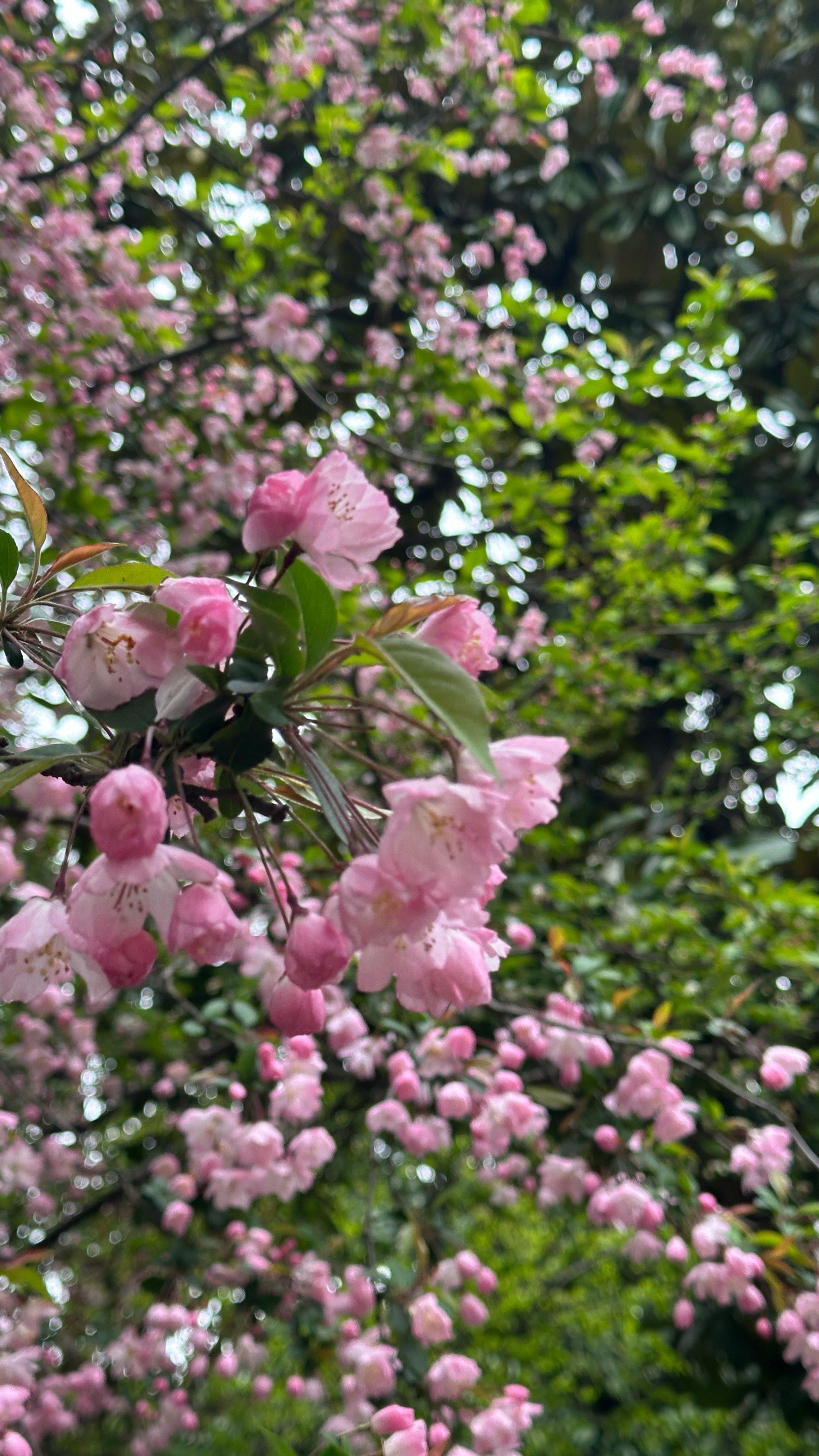 一场雨过后苏州大学东校区的海棠花也开了 很漂亮