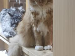 -MOCHA明星猫咖(田子坊店)
