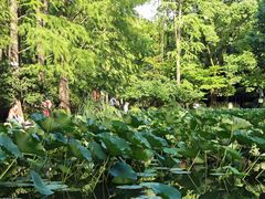 -人民公园-相亲角