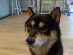 -南京Hallo宠物乐园·哈罗犬舍·柴犬繁育基地