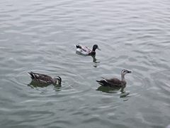 -海珠湖公园