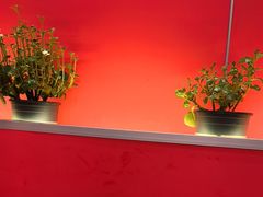 -虾女王·龙虾·烧烤(龙江店)