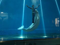 -芜湖新华联大白鲸海洋公园