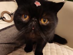 -关爱动物医院·心脏·中兽医·异宠(金牛路分院)