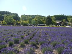 -富田农场