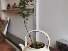 黑芝麻茶酪-知亘茶食