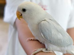 -吉丁鸟咖·异宠·寄养