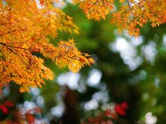 -苏州河梦清园环保主题公园