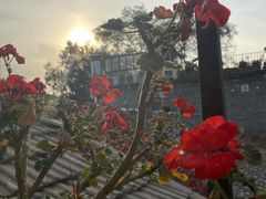 -Sirena海妖日咖夜酒