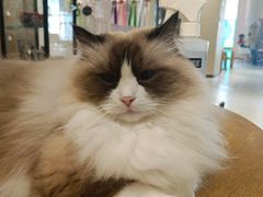 -藏猫猫咖啡主题馆(中央大道店)