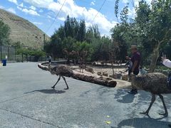 -新疆天山野生动物园