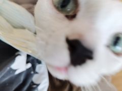 -有喵·猫咖·狗咖·30几只猫10只小狗(岗厦店)