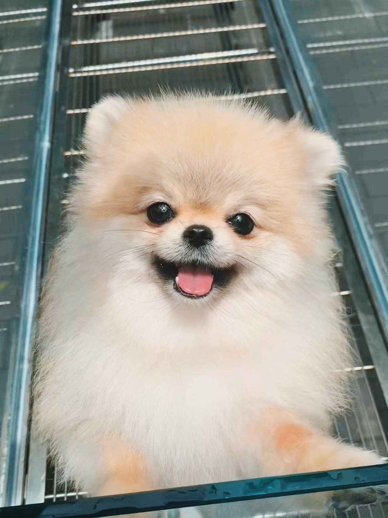 又是被小博美萌化了的一天