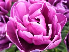 -上海旅游集散中心(万体站)