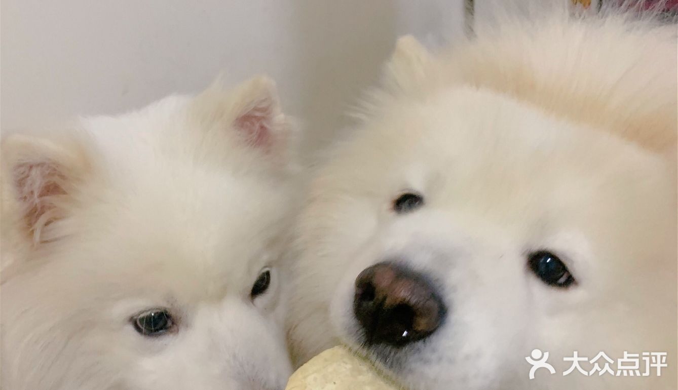 狗狗零食｜五环最近超爱这个小零食！