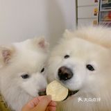 狗狗零食｜五环最近超爱这个小零食！