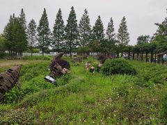 -杭州湾海上花田景区
