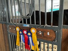 -北京群众马术培训基地