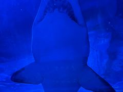 -上海海洋水族馆