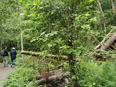 -五营红松林海景区