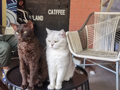 -喵屿·大理花园猫咖