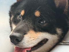 -博特宠物医院24h犬猫全科.骨科·异宠