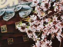 -桃花堤公园