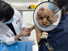 -喜多萌中农锦绣动物医院24H·猫科·牙科MRI·CT