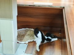 -楼上猫咖(罗湖店)