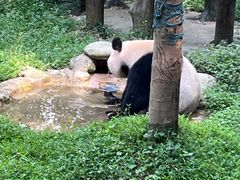 -都江堰中华大熊猫苑