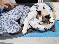 -达爱动物医院·犬猫分区·CT·复杂眼科(远洋山水分院)