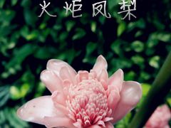 -东芭乐园