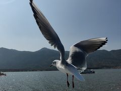 -海埂大坝