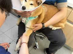 -全心全意连锁动物医院·特色中医诊疗(会城门分院)