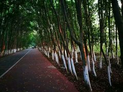 -艾溪湖湿地公园