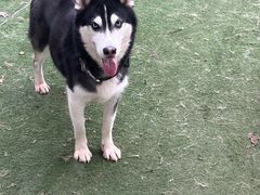 -趣多多宠物公园·宠物训犬学校·宠物寄养