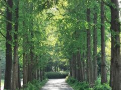 -上海滨江森林公园