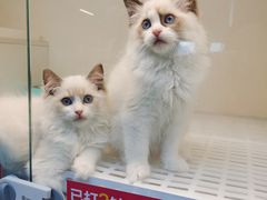 -lincat·猫舍(广州店)