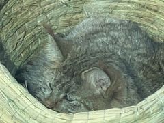 -青藏高原野生动物园