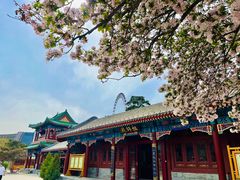 -天津大悲禅院