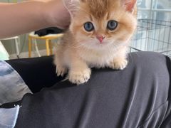 -欣宠猫屋·矮脚拿破仑·蓝金金渐层