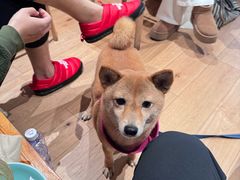 -Cafe del Volcan(永康路店)