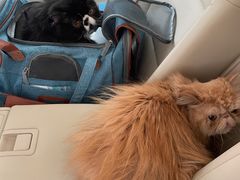 -凯特喵百思猫专科医院