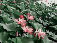 -上海市保健医疗中心