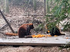 -成都大熊猫繁育研究基地