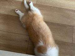 -艾贝尔宠物医院·24H转诊中心·肿瘤猫专科(江宁双龙店)